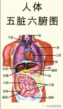 五脏六腑功能篇（五）