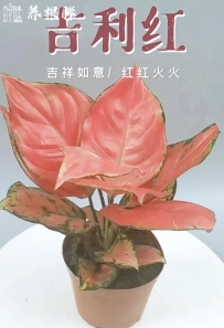 教师节快乐🌹🌹