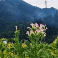 处暑季节注意事项